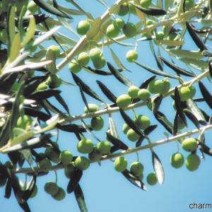 Uliveti per l’olio di oliva campano