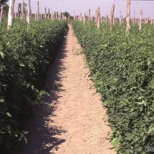 Campi per la produzione del pomodoro di San Marzano