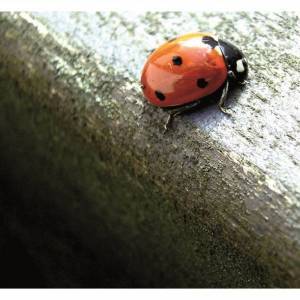 Coccinella portabene