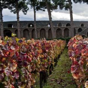 Vigneti nell’area degli scavi di Pompei