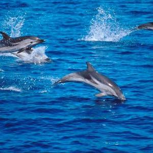 delfini Punta Campanella