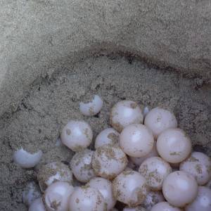 Il nido di tartaruga trovato sulla spiaggia di Foce Mingardo